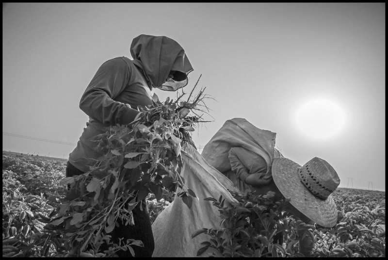 Two farm workers pull weeds in a field of organic potatoes. / 
                  Dos trabajadores agrícolas arrancan mala hierba en un campo de papas orgánicas.