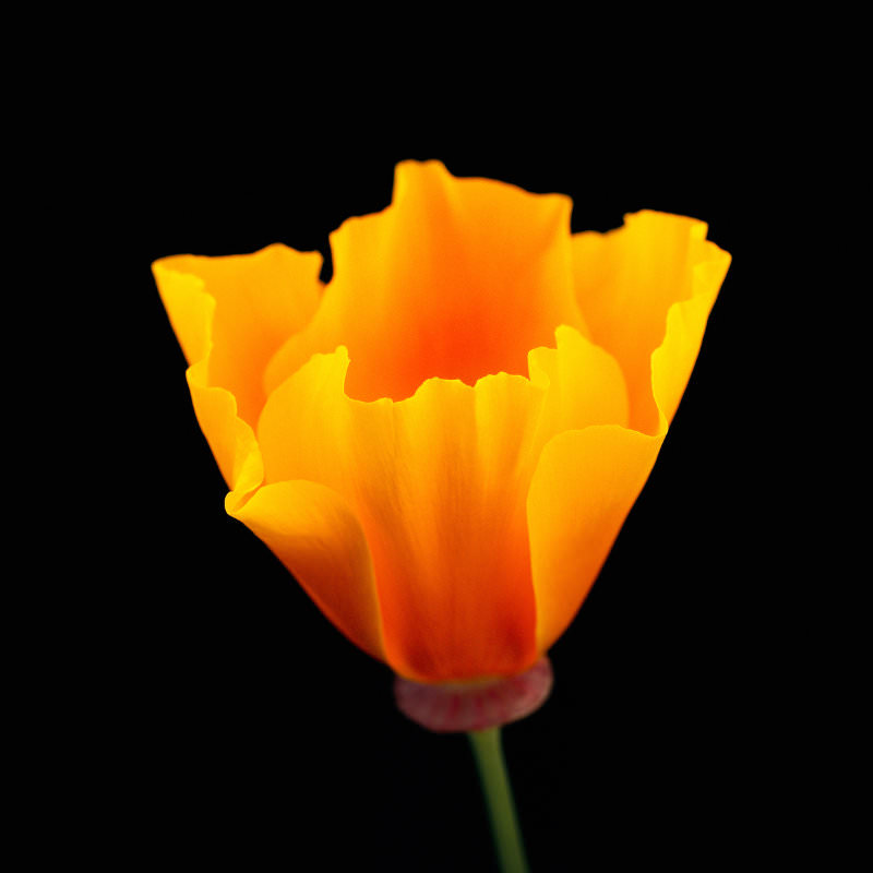 California Poppy (Eschscholzia californica)<br> Photograph by Rob Badger and Nita Winter