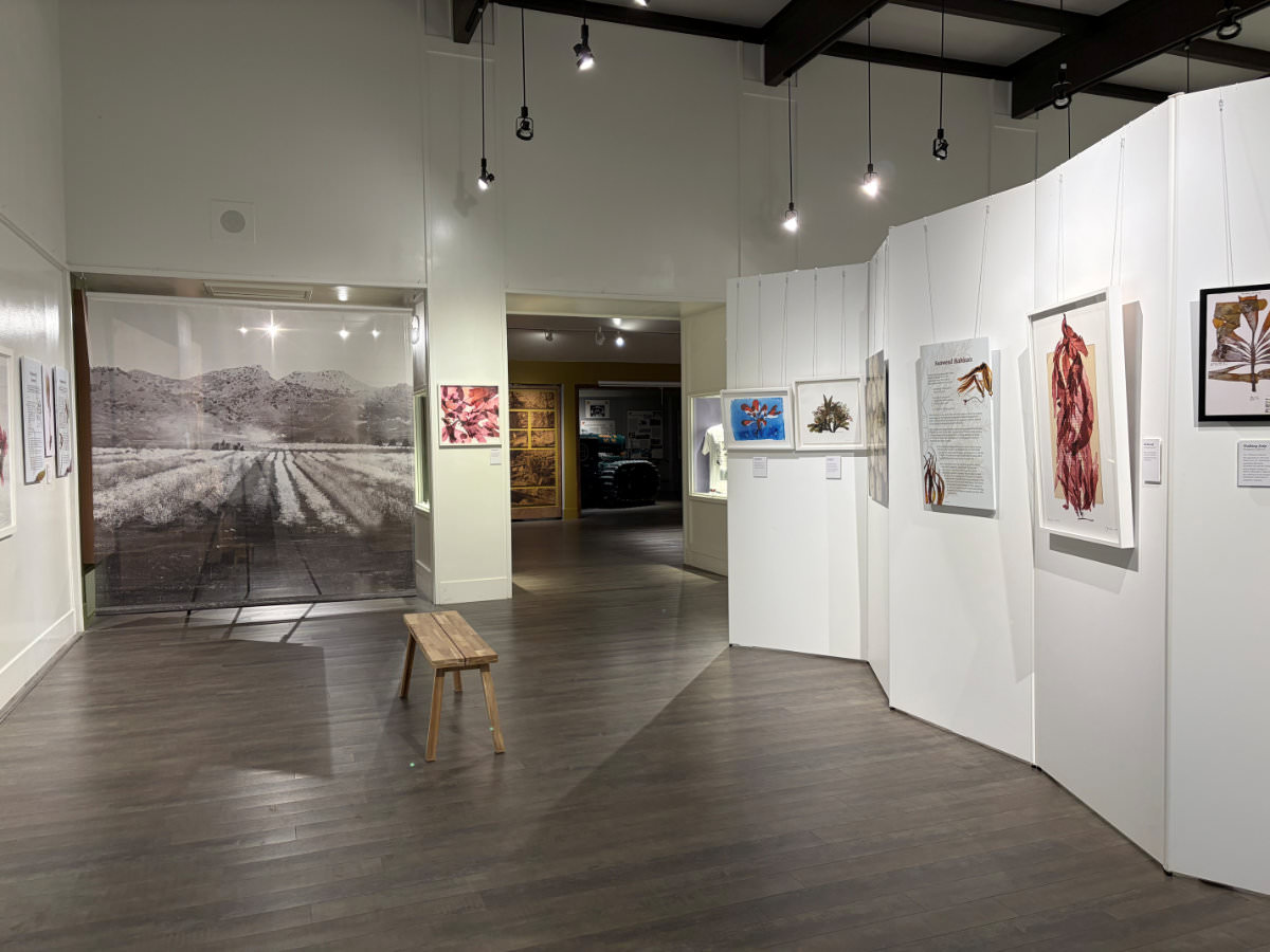 Curious World of Seaweed Exhibit installed in the Sutter County Museum