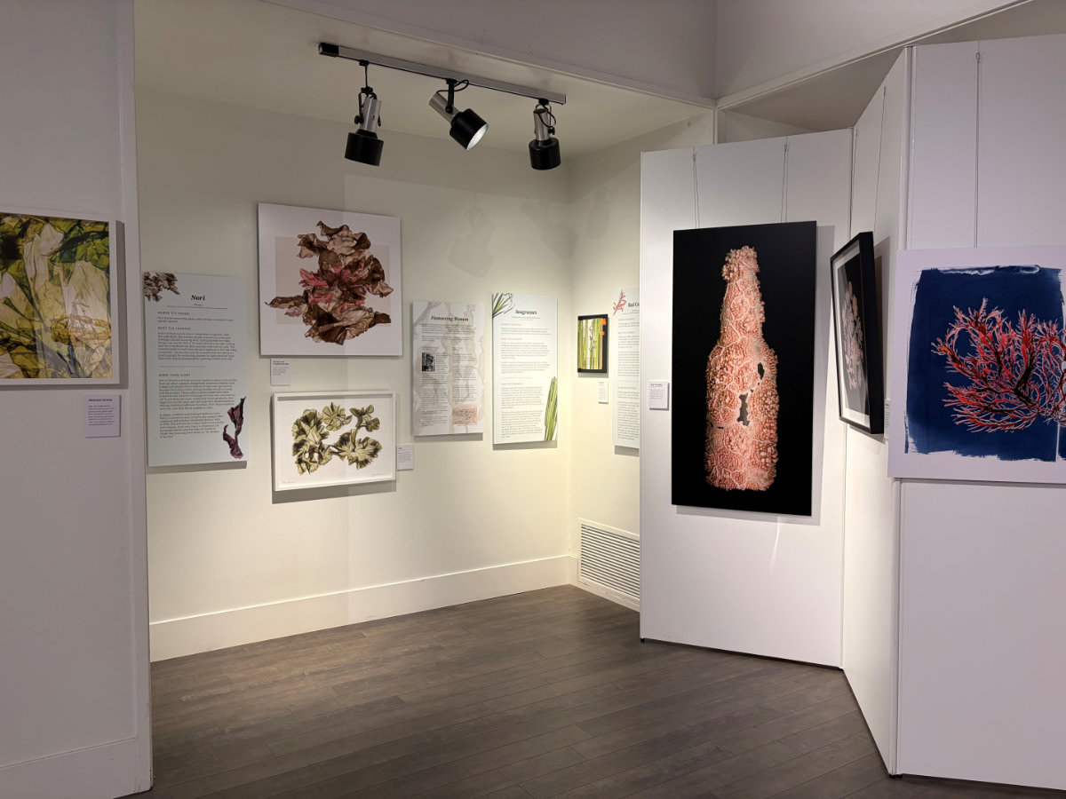 Curious World of Seaweed Exhibit installed in the Sutter County Museum