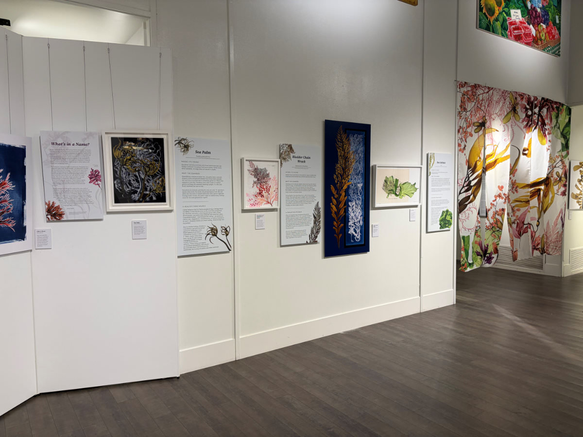 Curious World of Seaweed Exhibit installed in the Sutter County Museum