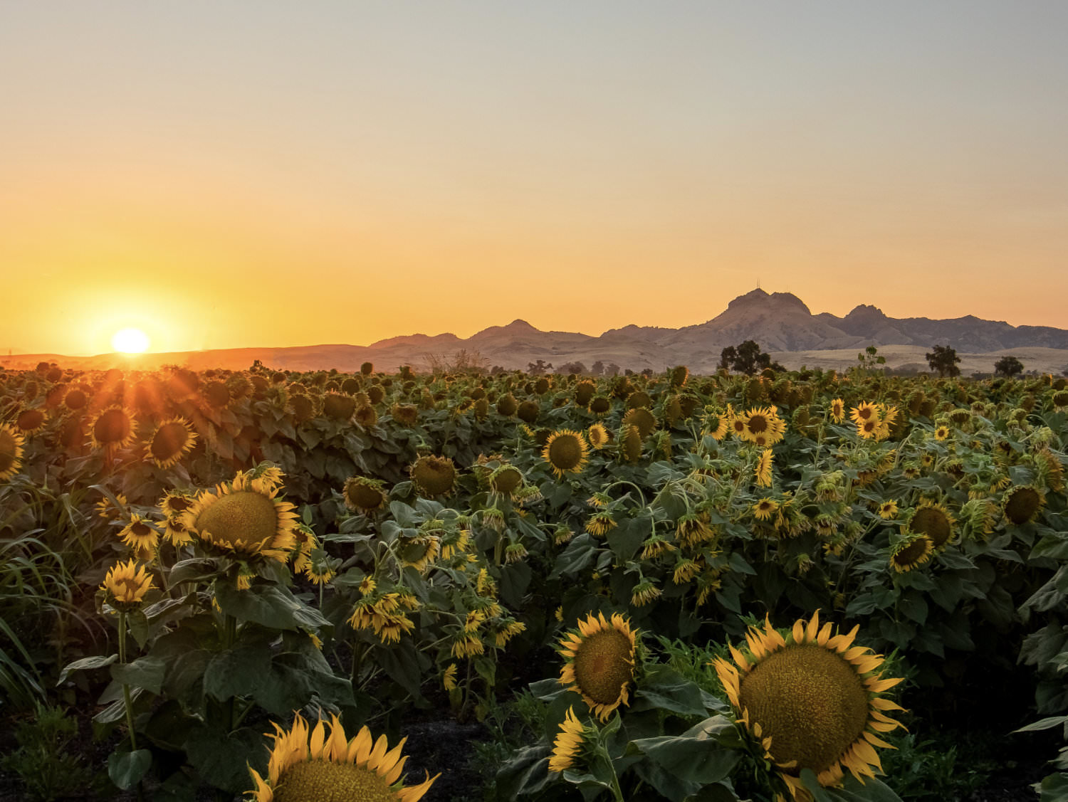 Beyond the Five Rivers at the Sutter County Museum