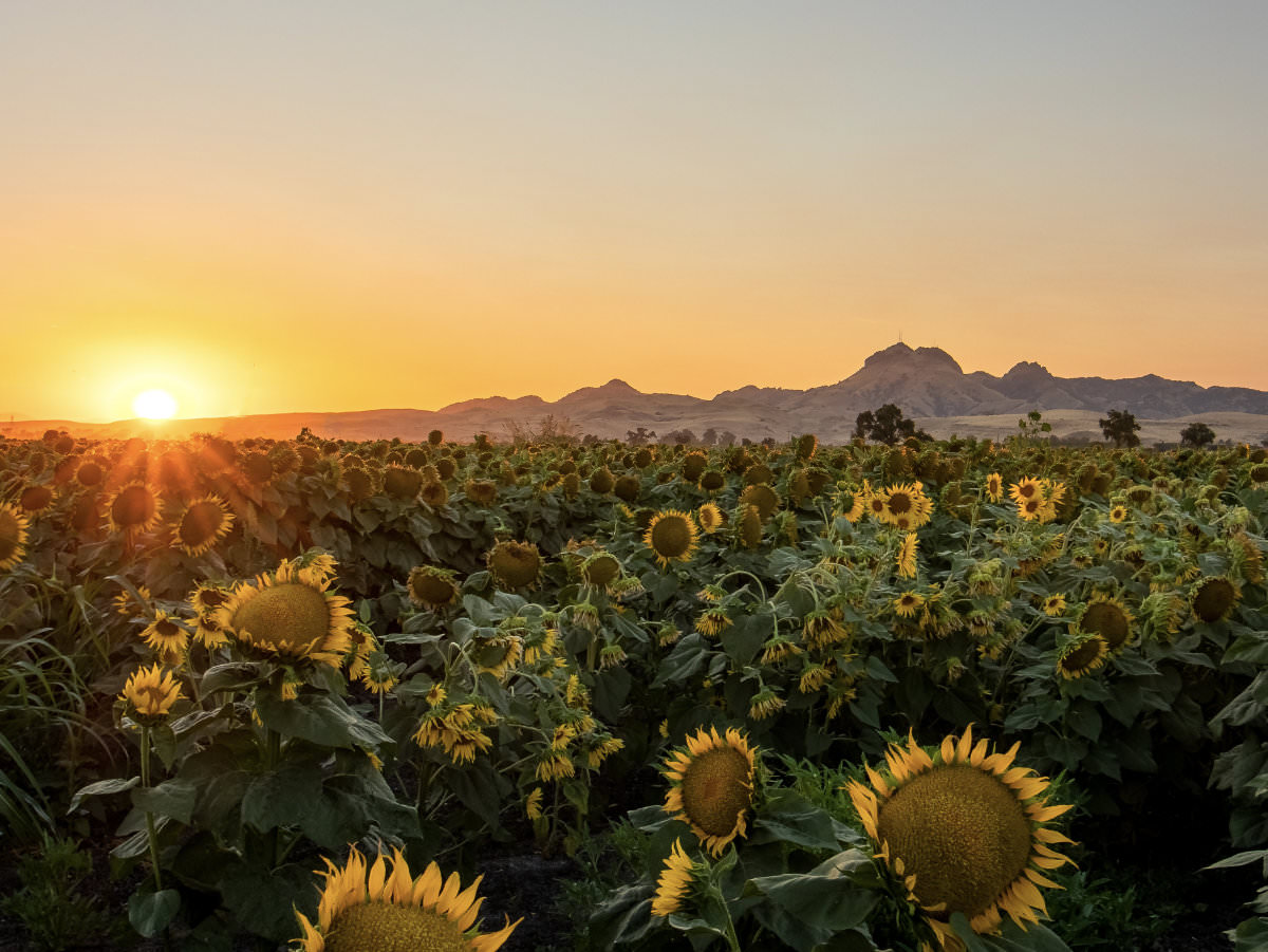 Sutter Buttes 2027 Regional Calendar cover image by Royce Fonseca